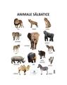 Copertă produs Planșă - Animale sălbatice - thumb 1