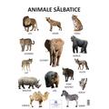 Copertă produs Planșă - Animale sălbatice - gallery small 