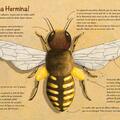 Copertă produs Harnică albinuță, vei găsi altă căsuță? - gallery small 