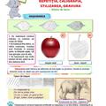 Copertă produs Arte vizuale și abilități practice - manual clasa a II-a - gallery small 