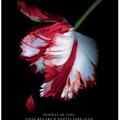 Copertă produs Lună nouă (Vol. 2) - gallery small 