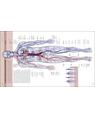 Copertă produs The Human Body Book - thumb 5