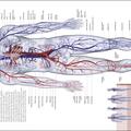 Copertă produs The Human Body Book - gallery small 