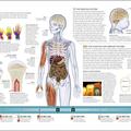 Copertă produs The Human Body Book - gallery small 