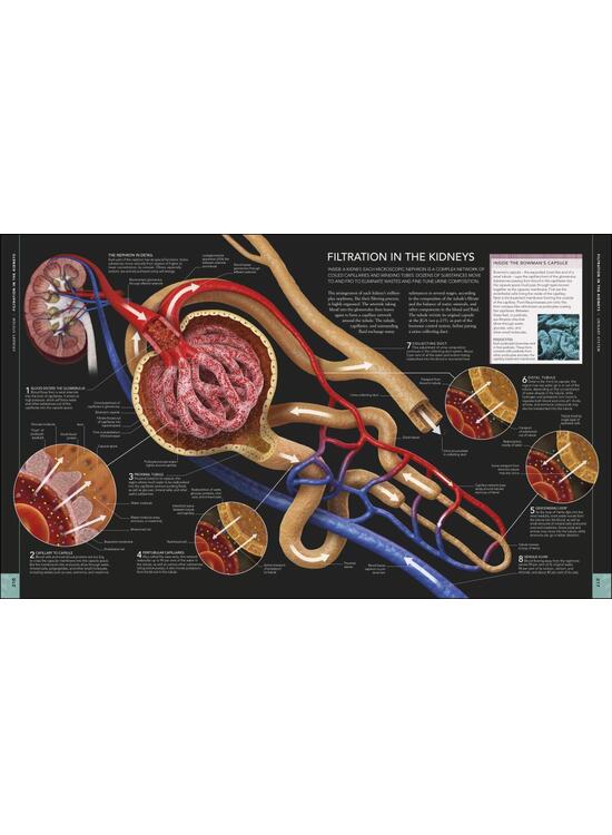 Copertă produs The Human Body Book - gallery big 7