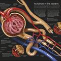 Copertă produs The Human Body Book - gallery small 