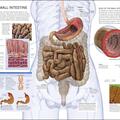 Copertă produs The Human Body Book - gallery small 