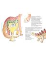 Copertă produs Cum a salvat Booky Gramatozaurul cărțile pentru copii - thumb 2