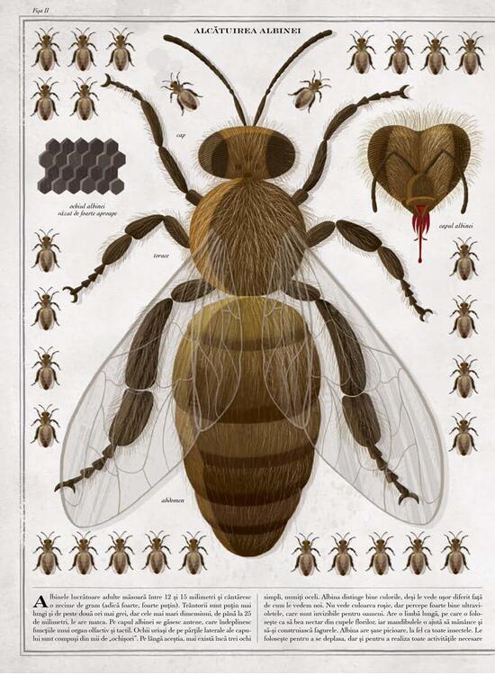 Copertă produs Albinele (carte gigantică) - gallery big 3