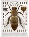Copertă produs Albinele (carte gigantică) - thumb 3