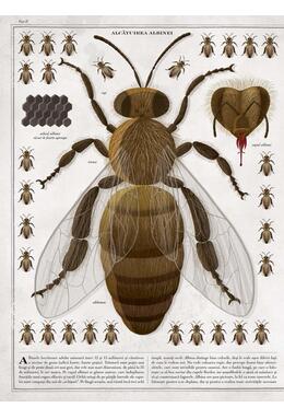 Copertă produs Albinele (carte gigantică)