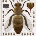 Copertă produs Albinele (carte gigantică) - gallery small 