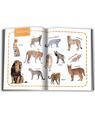 Copertă produs Animale. &Icirc;nvăț 100 de cuvinte (Vol. 1) - thumb 2