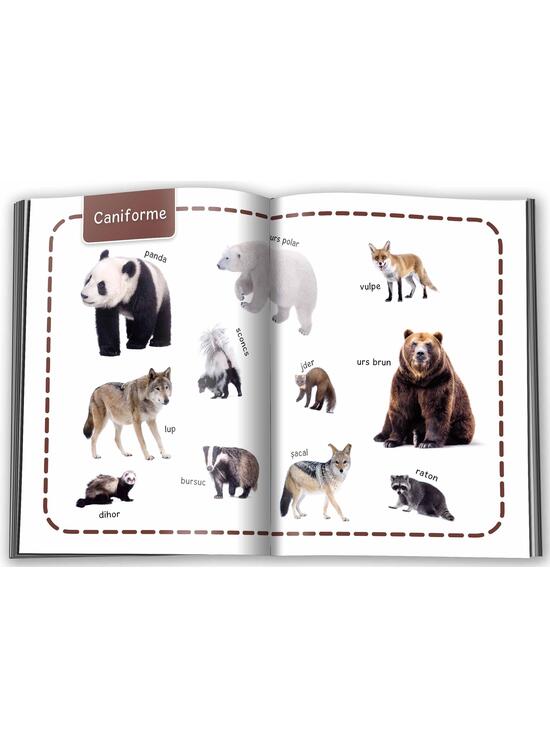 Copertă produs Animale. &Icirc;nvăț 100 de cuvinte (Vol. 1) - gallery big 3