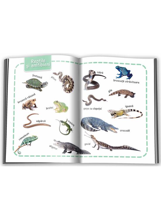 Copertă produs Animale. &Icirc;nvăț 100 de cuvinte (Vol. 1) - gallery big 4