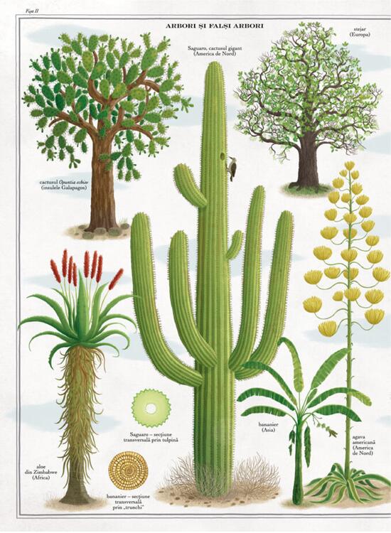 Copertă produs Arborii - gallery big 4