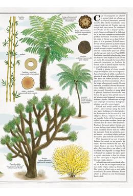 Copertă produs Arborii