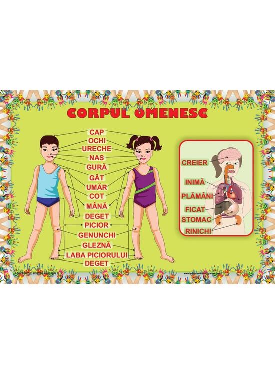 Copertă produs Planșă - Corpul omenesc - gallery big 1