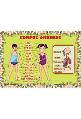 Copertă produs Planșă - Corpul omenesc