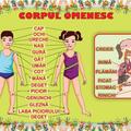 Copertă produs Planșă - Corpul omenesc - gallery small 