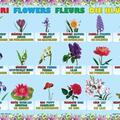 Copertă produs Planșă - Flori - gallery small 