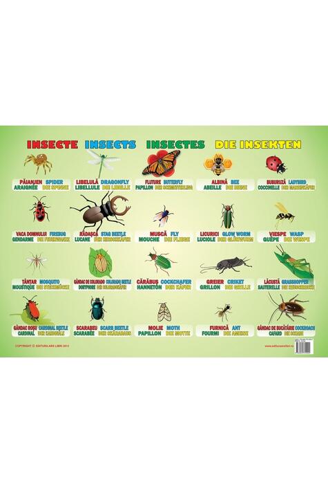 Copertă produs Planșă - Insecte