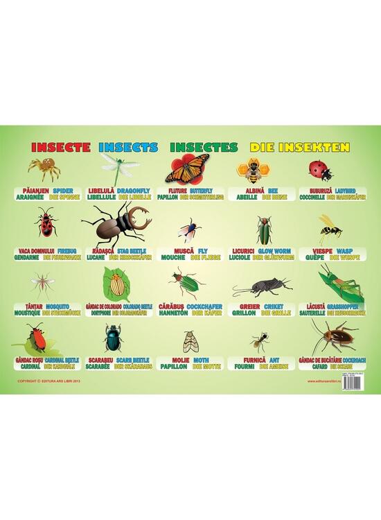 Copertă produs Planșă - Insecte - gallery big 1