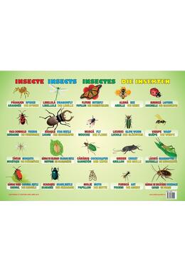 Copertă produs Planșă - Insecte