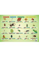 Planșă - Insecte