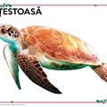 Copertă produs Mapă - Animale și păsări domestice, animale marine, insecte și alte vietăți - gallery small 