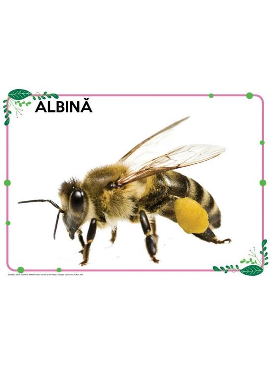 Copertă produs Mapă - Animale și păsări domestice, animale marine, insecte și alte vietăți - gallery big 3
