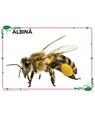Copertă produs Mapă - Animale și păsări domestice, animale marine, insecte și alte vietăți - thumb 3