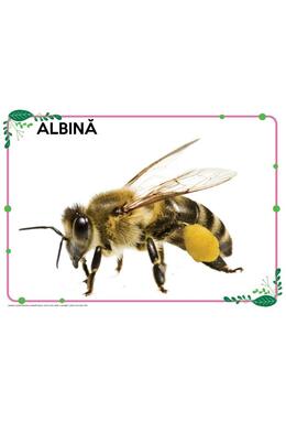 Copertă produs Mapă - Animale și păsări domestice, animale marine, insecte și alte vietăți