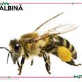 Copertă produs Mapă - Animale și păsări domestice, animale marine, insecte și alte vietăți - gallery small 