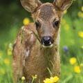Copertă produs Determinator de plante și animale - gallery small 