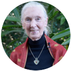 Fotografie autor Jane Goodall