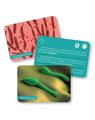 Copertă produs Bacterii și virusuri - thumb 3
