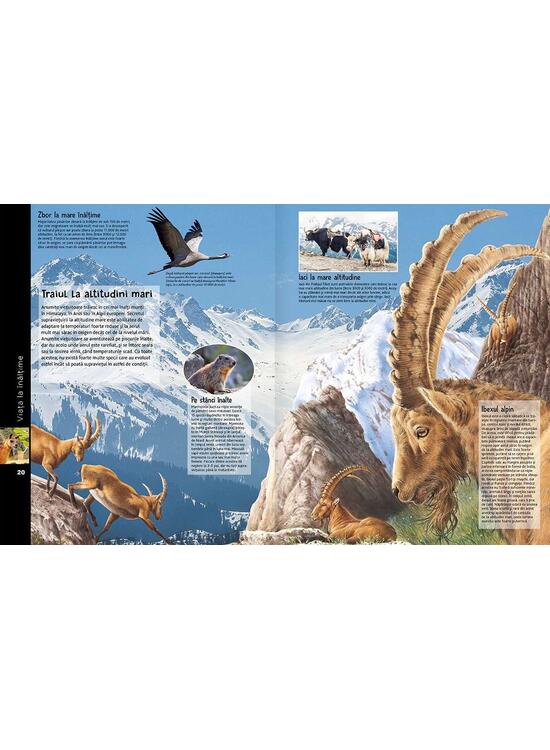 Copertă produs Lumea animalelor - gallery big 2