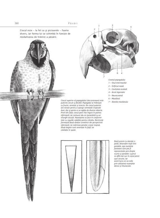 Copertă produs Școala de desen - gallery big 5