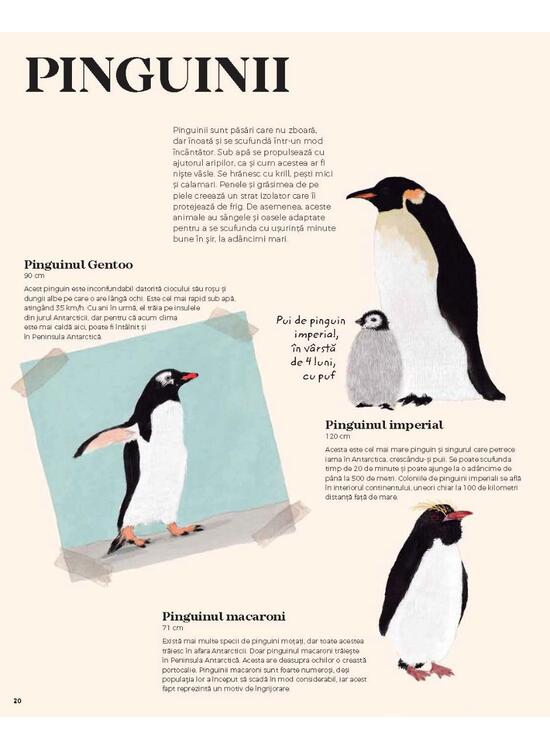 Copertă produs Antartica. Continentul minunilor - gallery big 6