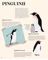 Copertă produs Antartica. Continentul minunilor - thumb 6