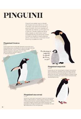 Copertă produs Antartica. Continentul minunilor