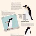 Copertă produs Antartica. Continentul minunilor - gallery small 