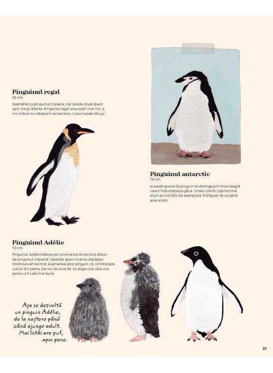 Copertă produs Antartica. Continentul minunilor - gallery big 7