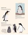 Copertă produs Antartica. Continentul minunilor - thumb 7