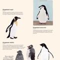 Copertă produs Antartica. Continentul minunilor - gallery small 