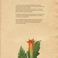 Copertă produs Botanica ilustrată - gallery small 