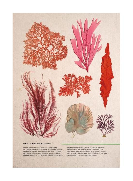Copertă produs Botanica ilustrată - gallery big 3