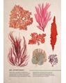 Copertă produs Botanica ilustrată - thumb 3