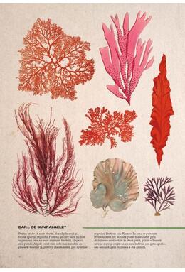 Copertă produs Botanica ilustrată